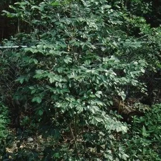 thumbnail for publication: Calyptranthes pallens Spicewood, Pale Lidflower